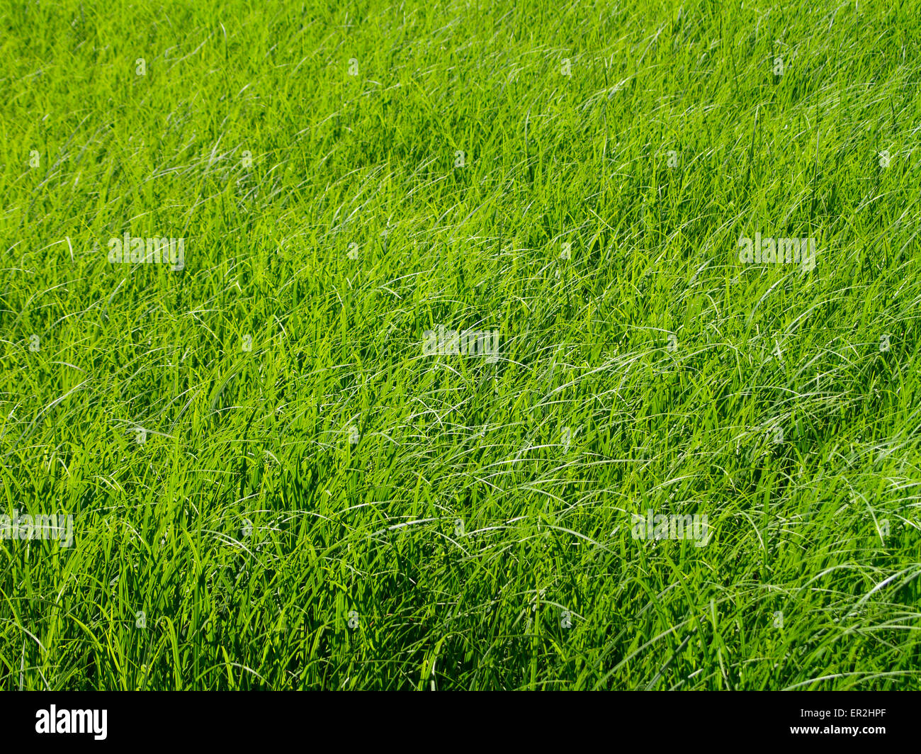 Wiese, Grashalme, Sonnenlicht, Natur, Pflanzen, Gras, Wachstum, wachsen, spriessen, frisch, sonnig, sommerlich, inferno, Graeser, D Foto Stock