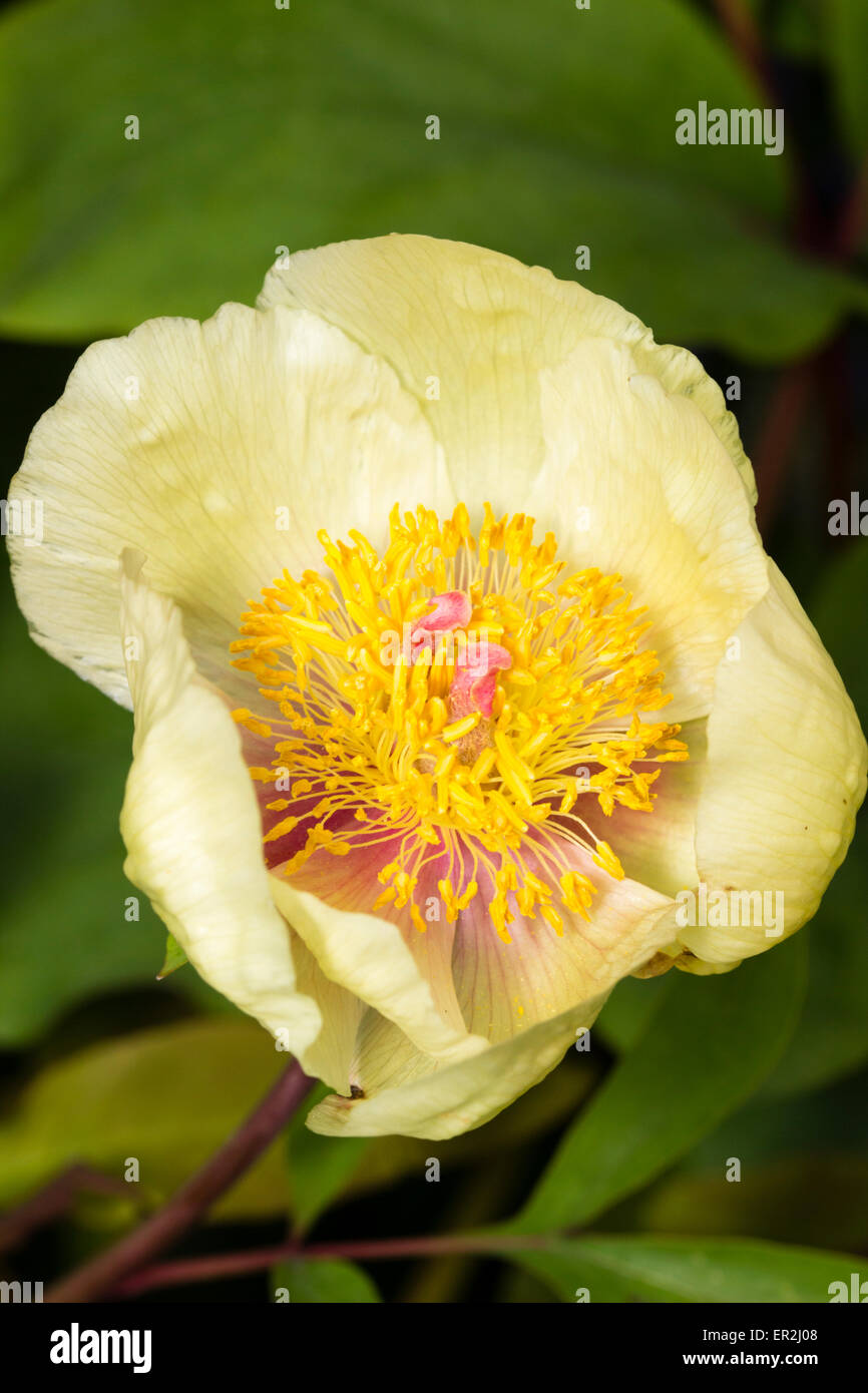 Giallo pallido fiore di 'Molly la strega", la Paeonia mlokosewitschii Foto Stock