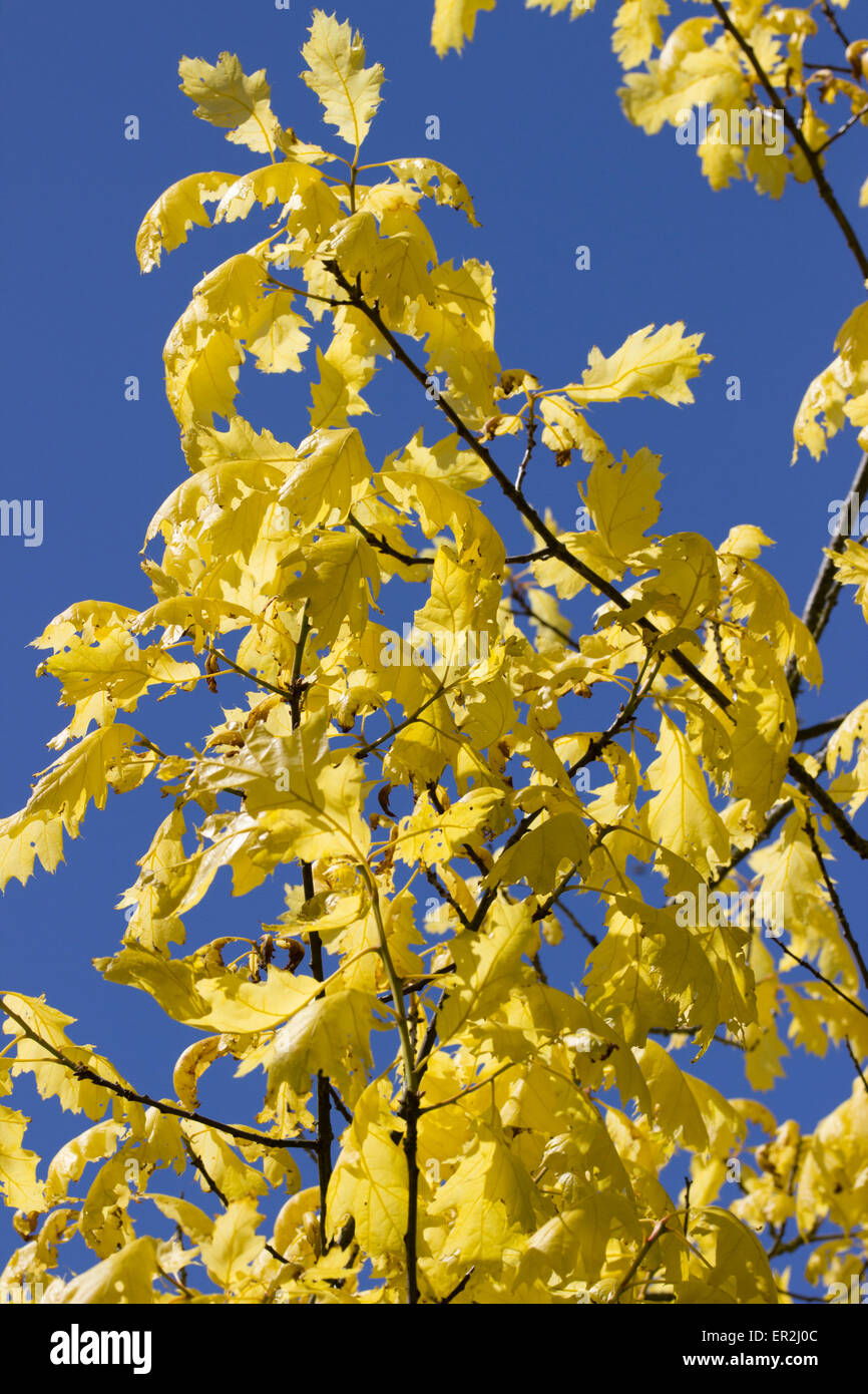 Golden fogliame del modulo selezionato della quercia rossa, Quercus rubra 'aurea' Foto Stock