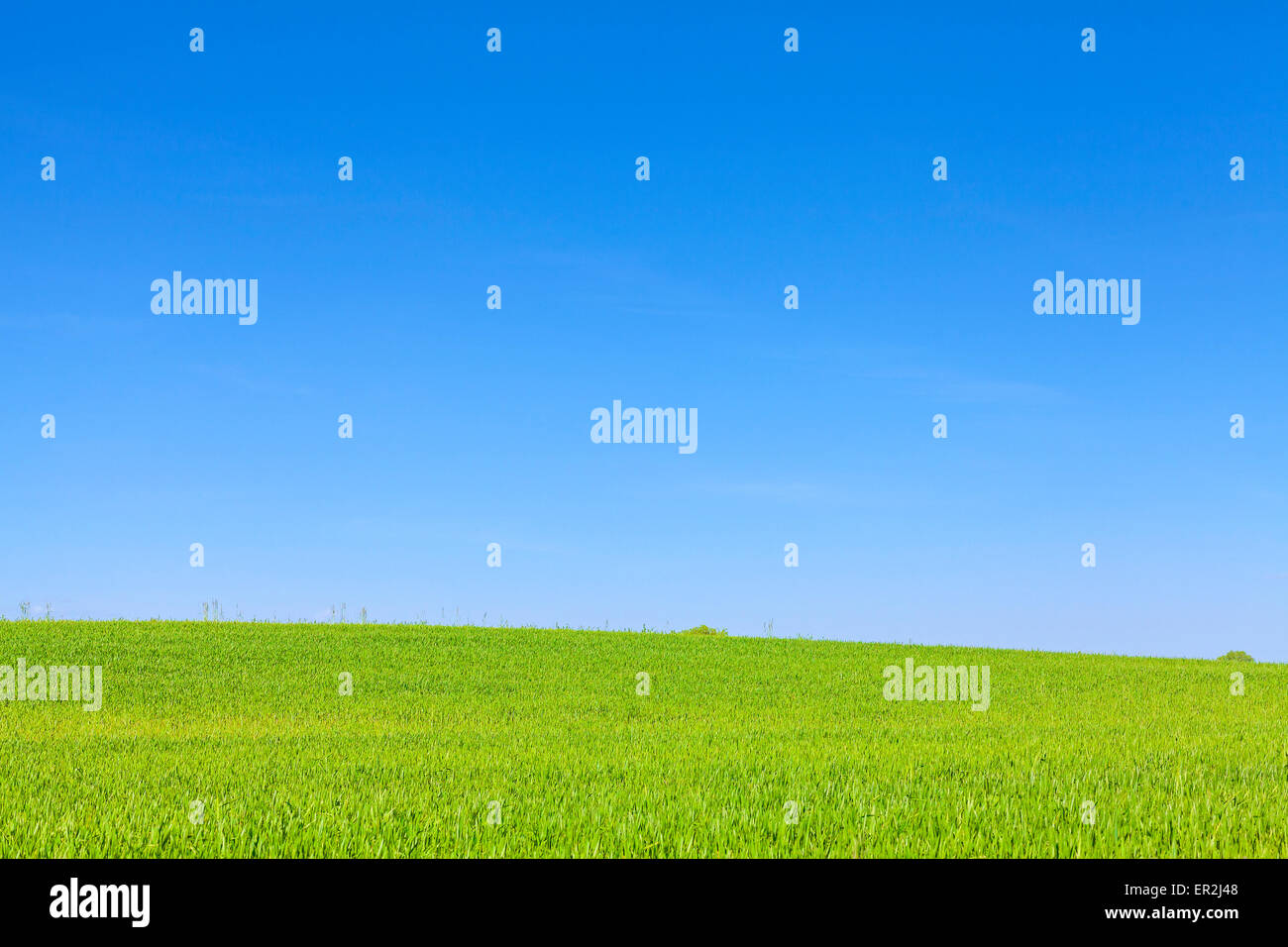 Campo verde e cielo blu senza nuvole, natura sfondo con spazio per il testo. Foto Stock