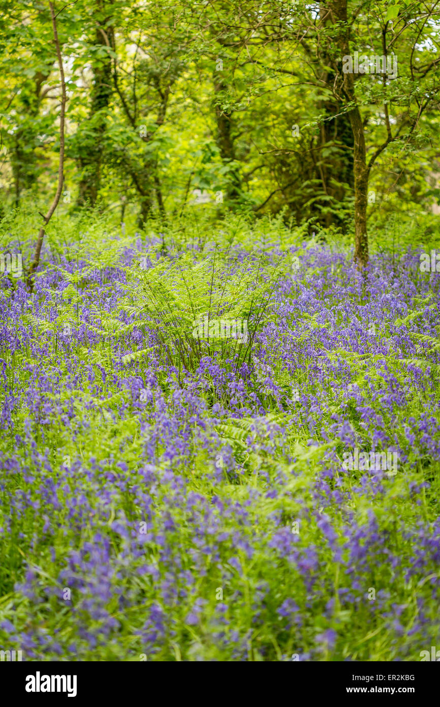 Bluebell bosco di godolphin Foto Stock
