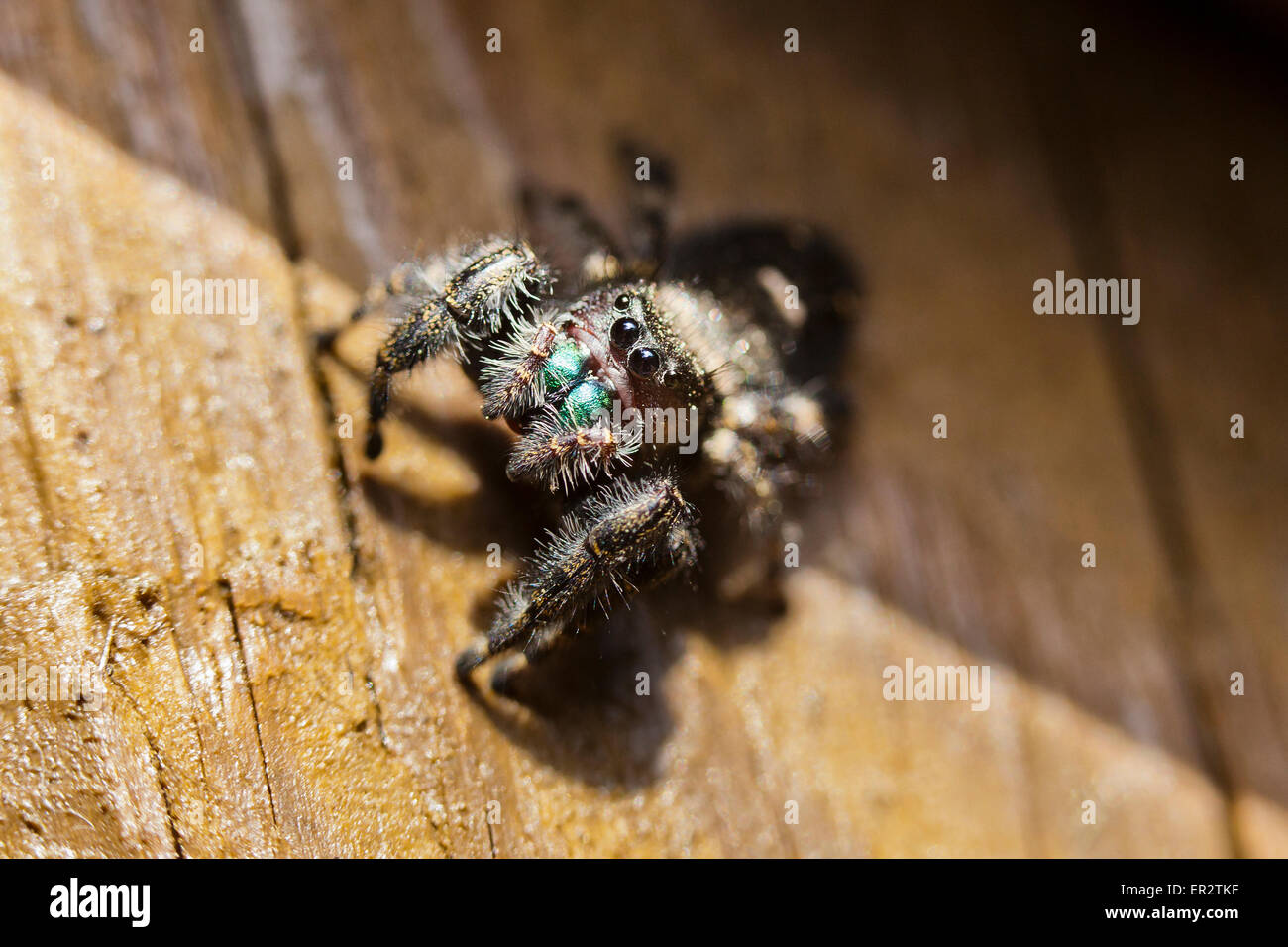 "Ardito ponticello' Jumping spider (Phidippus audax) - Virginia STATI UNITI D'AMERICA Foto Stock