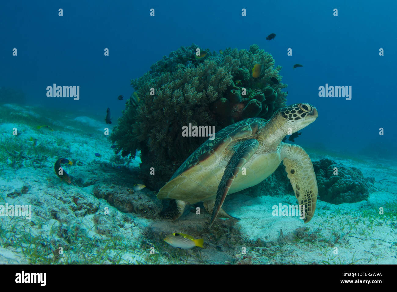 Tartaruga verde isola di Balicasag Island,Bohol,Filippine Foto Stock