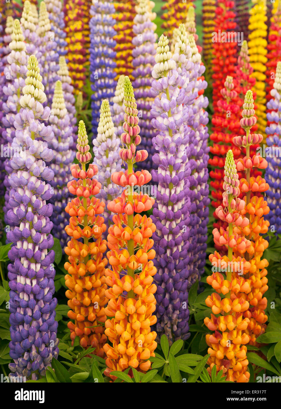 Lupini colorati. Foto Stock