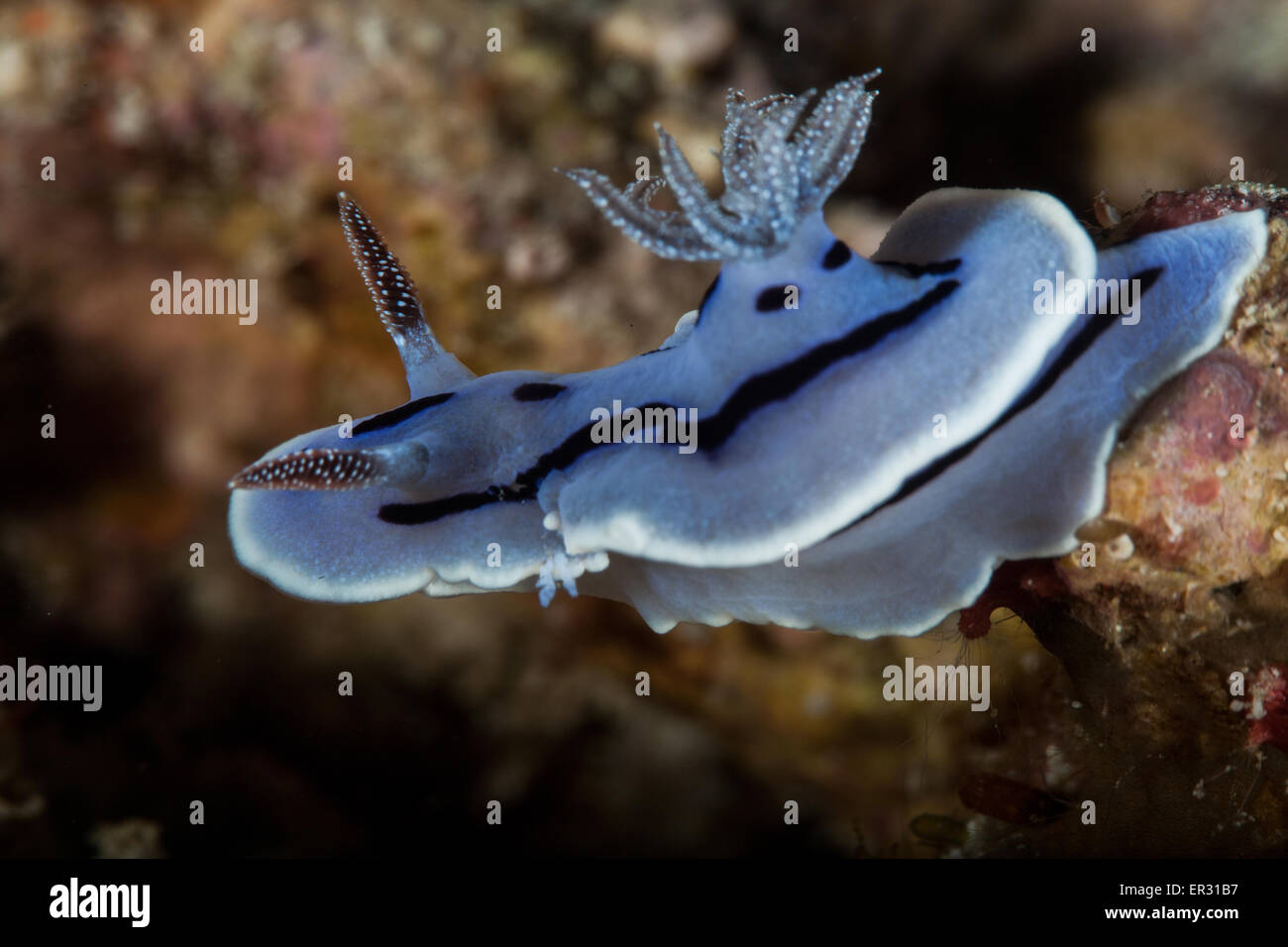Chromodoris willani Kontiki Reef,,Mactan Cebu Foto Stock