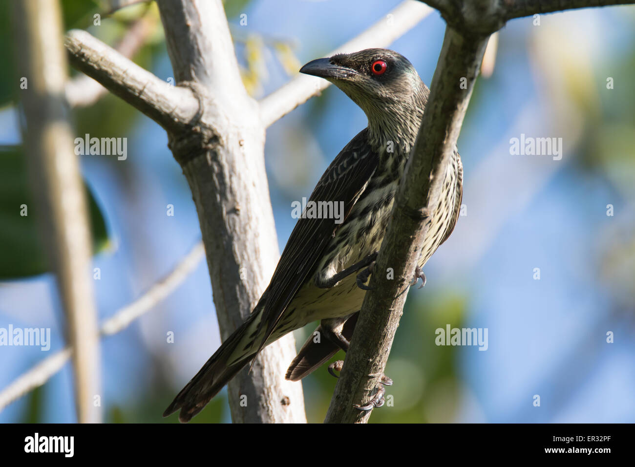 Asian Glossy Starling Foto Stock