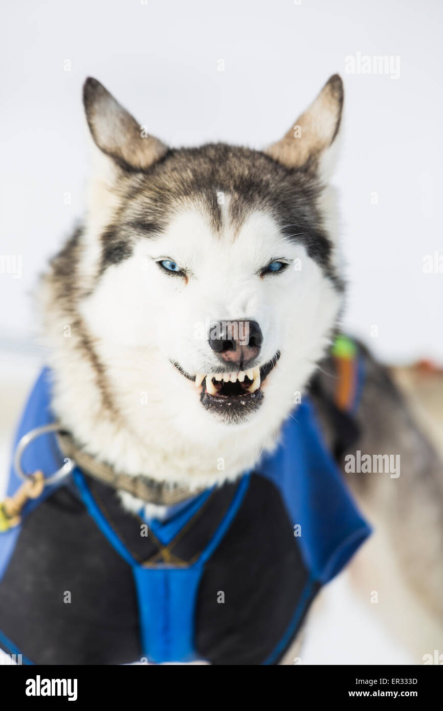 Husky cerca cane arrabbiato e mostra i denti Foto Stock