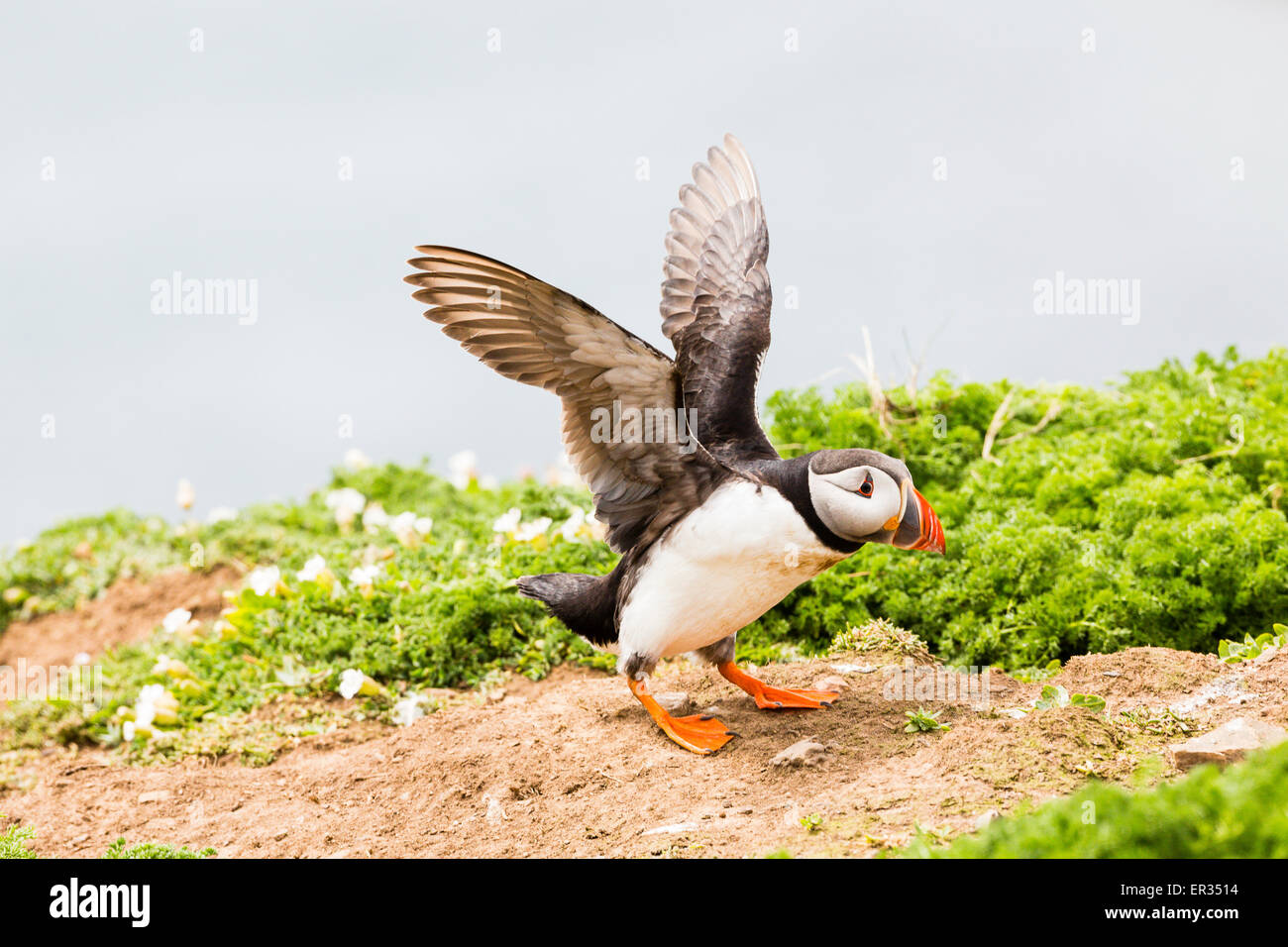 Pembrokeshire, Wales, Regno Unito. Xxiv Maggio, 2015. Atlantic puffin stretching le sue ali. Biologi hanno annunciato un numero record di Atlantic i puffini vivono su Skomer. Oltre 21.000 persone sono state contate sull'isola. I puffini può essere visitato su Skomer da maggio a metà luglio, con 500 persone al giorno in grado di visitare la piccola isola al largo della costa occidentale del Galles. Fotografo commento: "Mi è stato fotografare i puffini su Skomer per anni e non hanno mai cessare di intrattenere, challenge e infuriate. Credito: Dave Stevenson/Alamy Live News Foto Stock