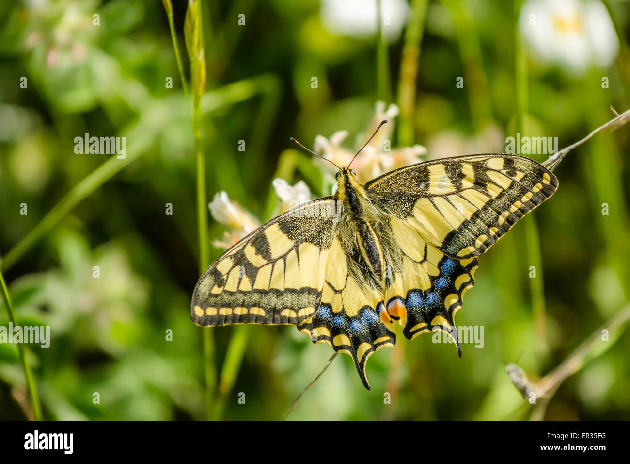 Il vecchio mondo a coda di rondine Papilio machaon è una farfalla della famiglia Papilionidae. La farfalla è anche noto come il comune y Foto Stock
