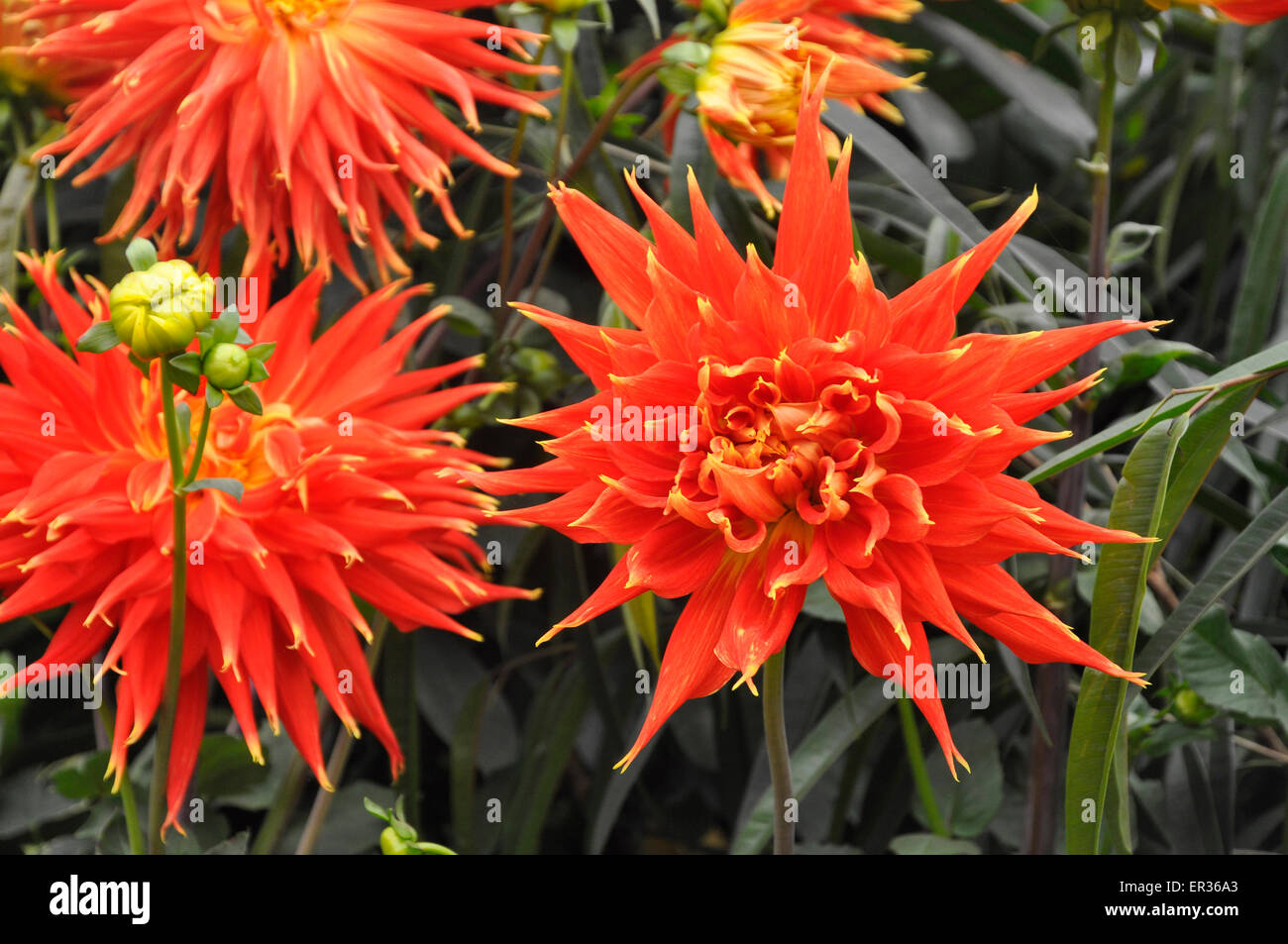 RHS Chelsea Flower Show 2015: Bright Arancione-rosso dalie (Visualizza n' Dillo ad) come visualizzato dalla nazionale di raccolta Dahlia. Foto Stock