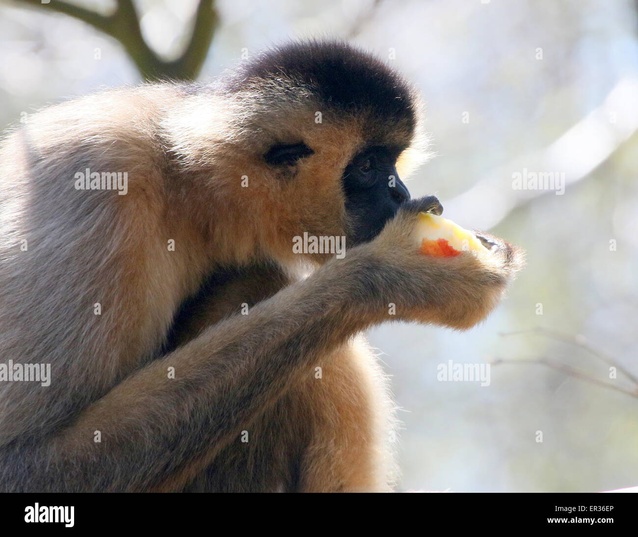 Femmina del Sudest Asiatico bianco settentrionale cheeked gibbone (Nomascus leucogenys) mangiando un Apple Foto Stock