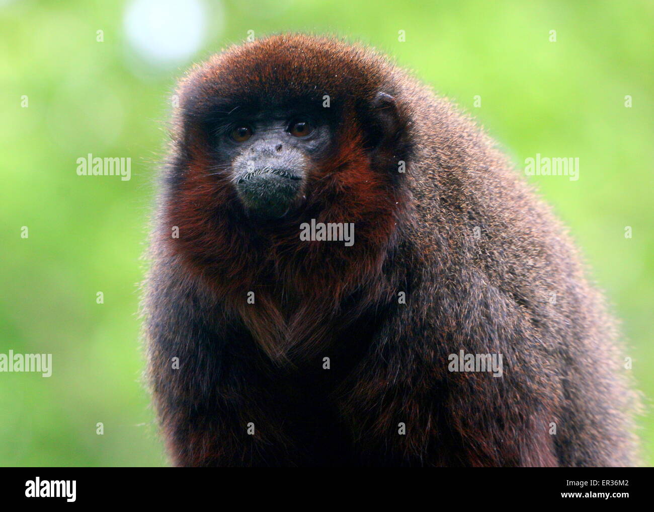 Sud America o ramato color rame scimmia Titi (Callicebus cupreus) Foto Stock