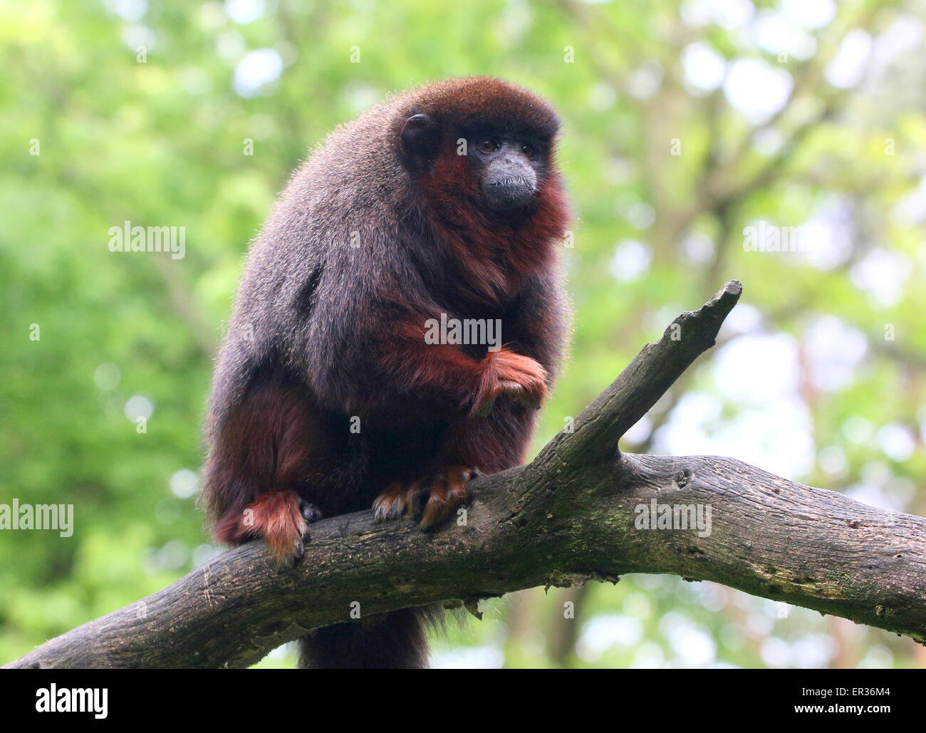 Sud America o ramato color rame scimmia Titi (Callicebus cupreus) in alto su un ramo Foto Stock