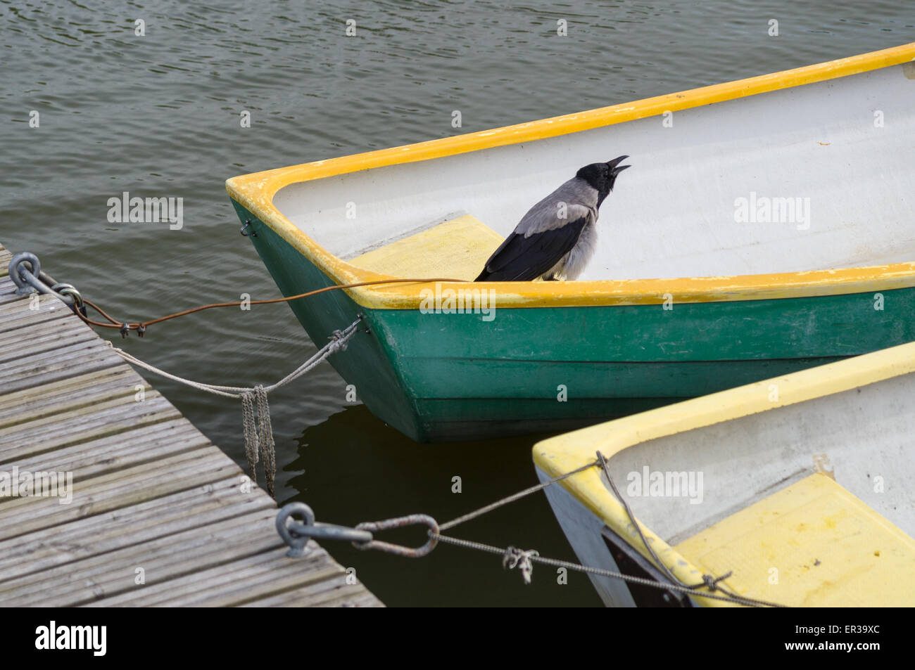 Crow uccello pescatore canotto legato al dock Foto Stock