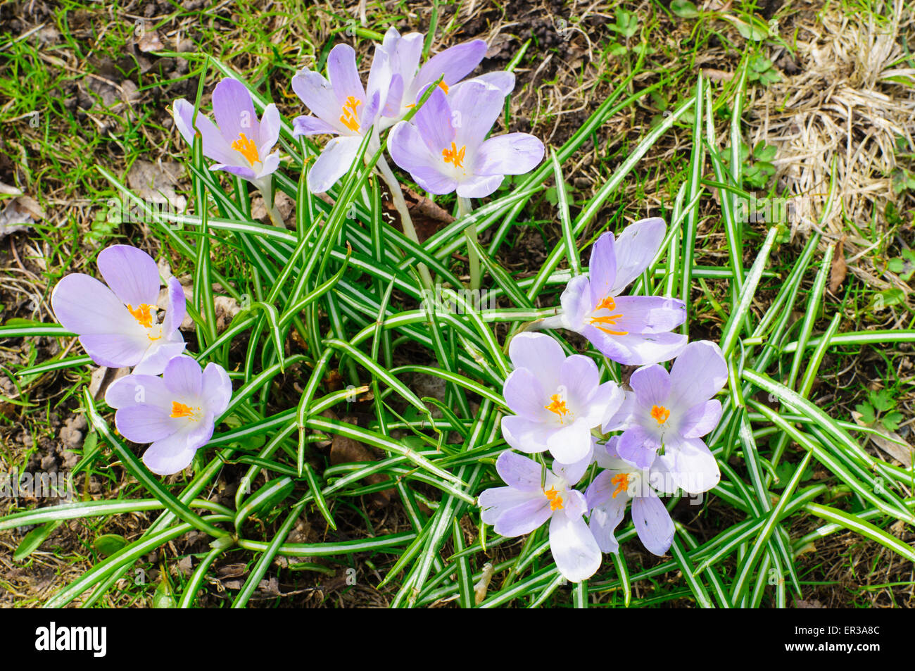 Fresco e naturale viola crocus fiori di primavera Foto Stock