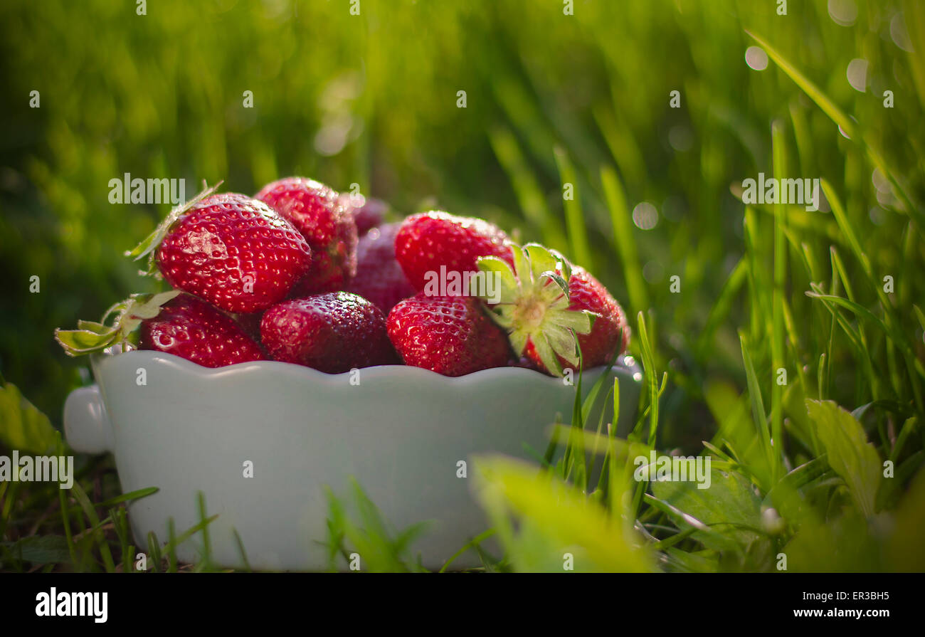 Coppa di fragole in erba Foto Stock
