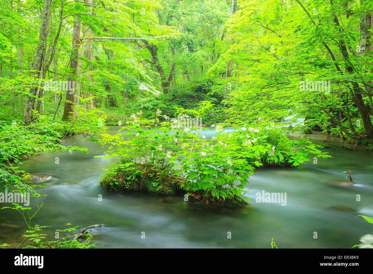 Estate di flusso Oirase, Aomori, Giappone Foto Stock