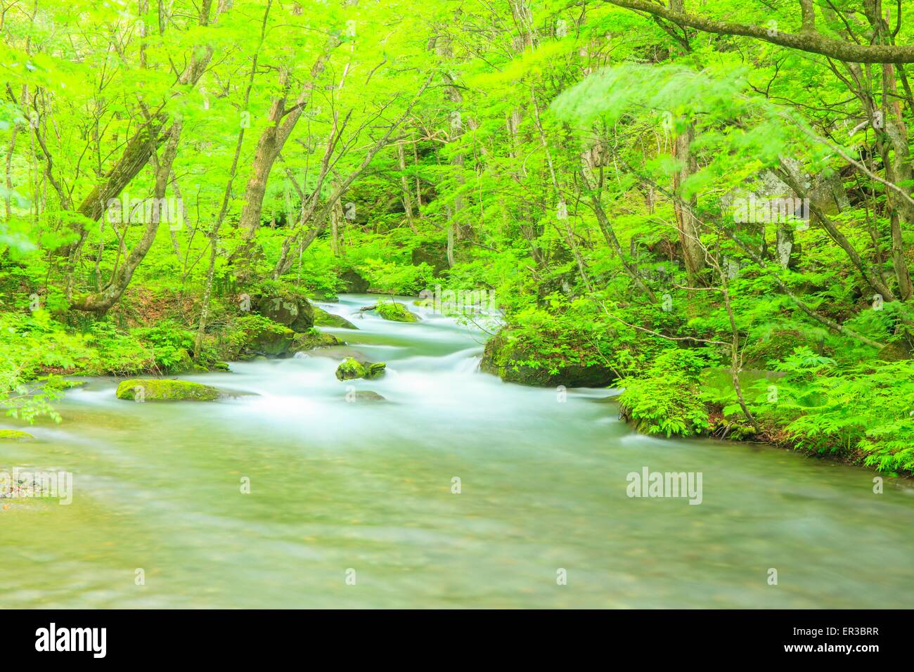 Estate di flusso Oirase, Aomori, Giappone Foto Stock