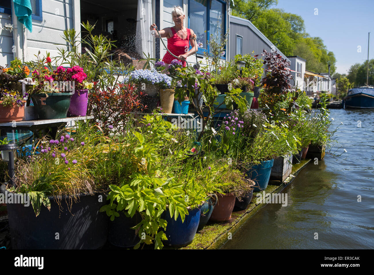 Donna olandese innaffiando le sue piante su una barca casa nel giardino di Amsterdam, giardinaggio, fiori, il verde della vegetazione, ricreazione Foto Stock
