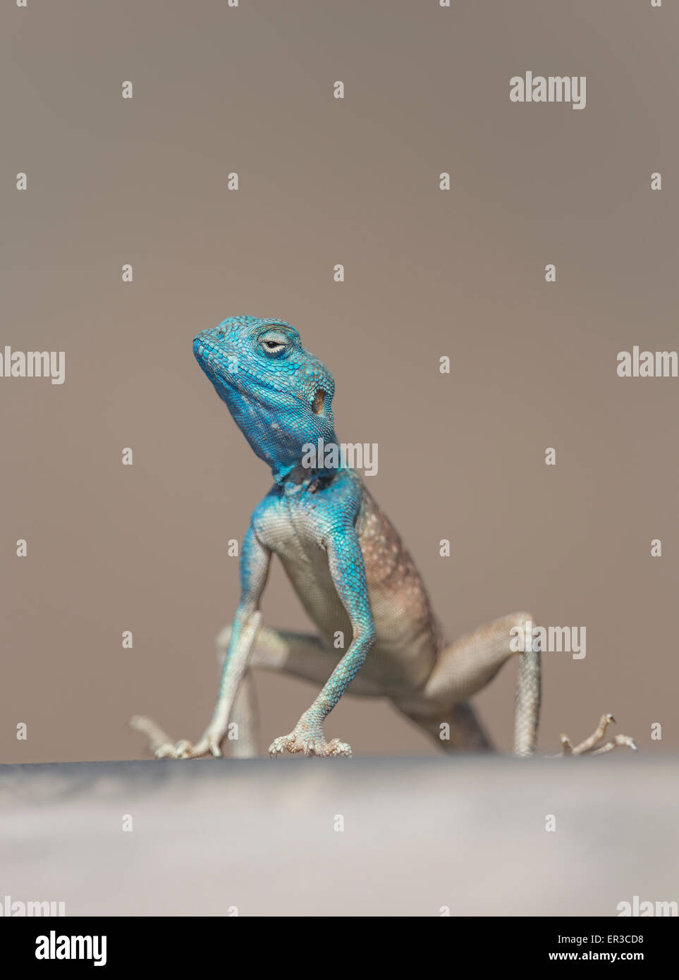 Ritratto di un maschio di Sinai AGAMA SA (Pseudotrapelus sinaitus), Sharjah Emirati arabi uniti Foto Stock