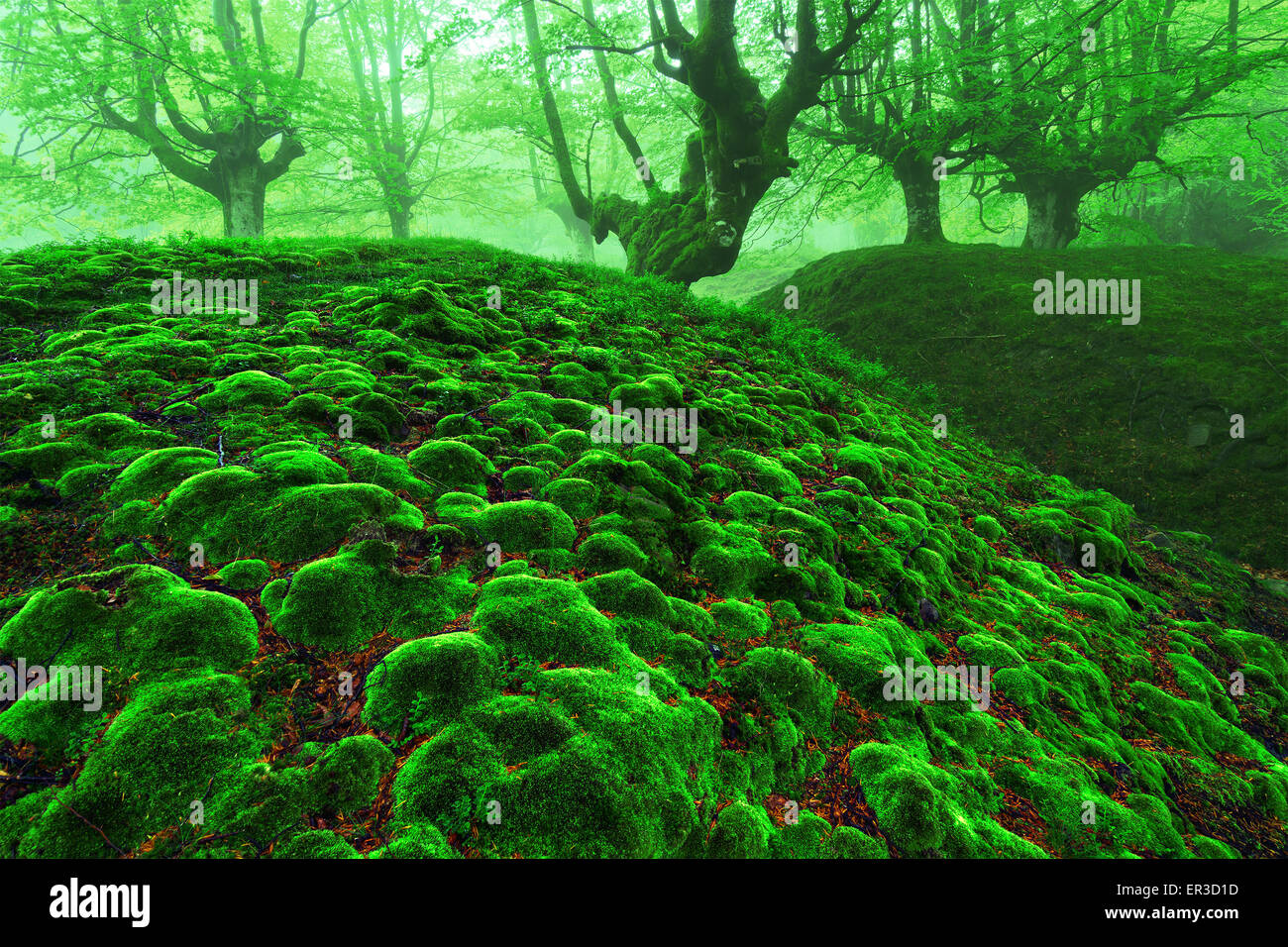 Foresta magica con moss bolle e nebbia Foto Stock