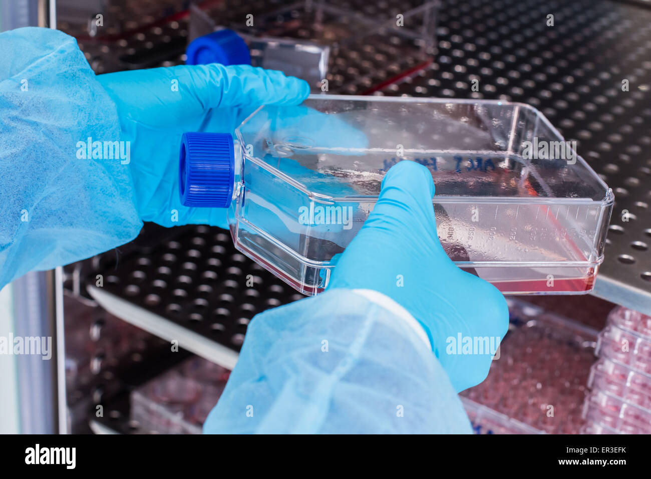 Colture di cellule in mezzo liquido, la biologia e il centro di ricerca. Foto Stock