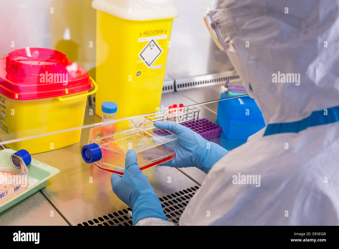 Coltura di cellule esame, manipolazioni in P3, laboratorio di biologia e centro di ricerca in ospedale universitario di salute, Francia. Foto Stock