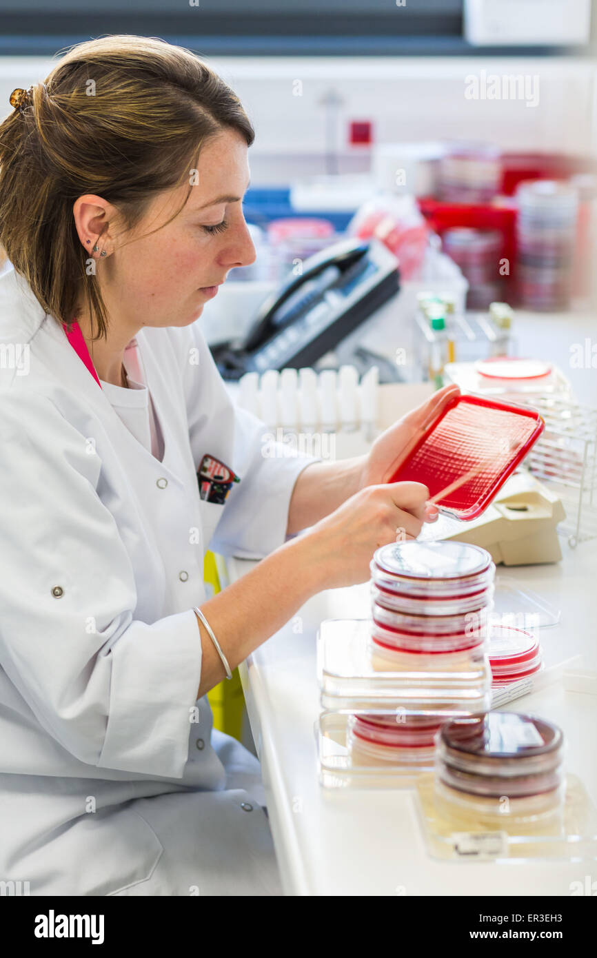 Un tecnico piastre su batteri gelose di medie in piastre petri per l'analisi dei batteri, la biologia e il centro di ricerca per l'ospedale di Limoges, Francia. Foto Stock