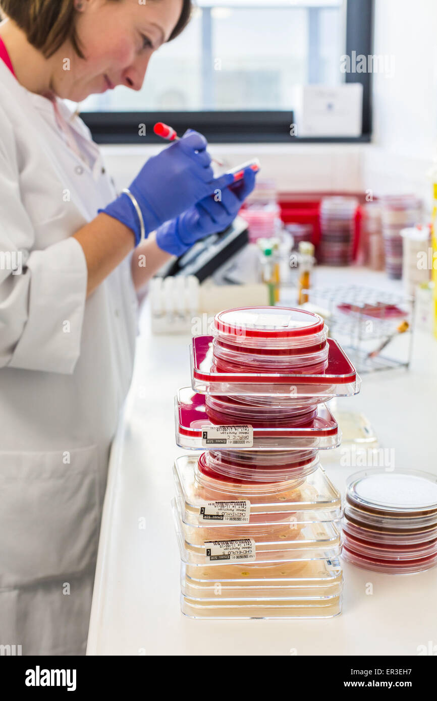 Un tecnico piastre su batteri gelose di medie in piastre petri per l'analisi dei batteri, la biologia e il centro di ricerca per l'ospedale di Limoges, Francia. Foto Stock