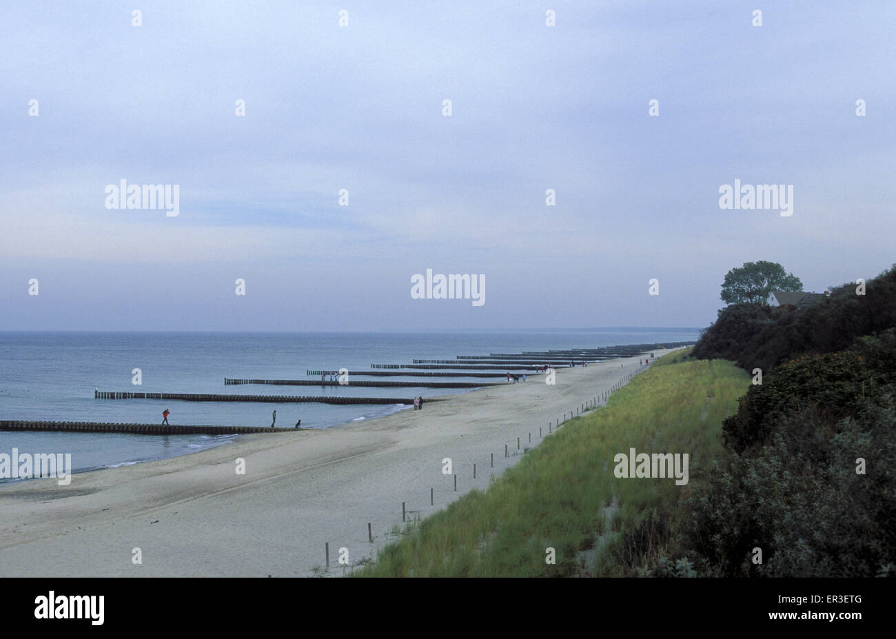 DEU, Germania, Meclemburgo-Pomerania, spiaggia con inguine a Ahrenshoop presso il Mar Baltico. DEU, Deutschland, Mecklenbu Foto Stock