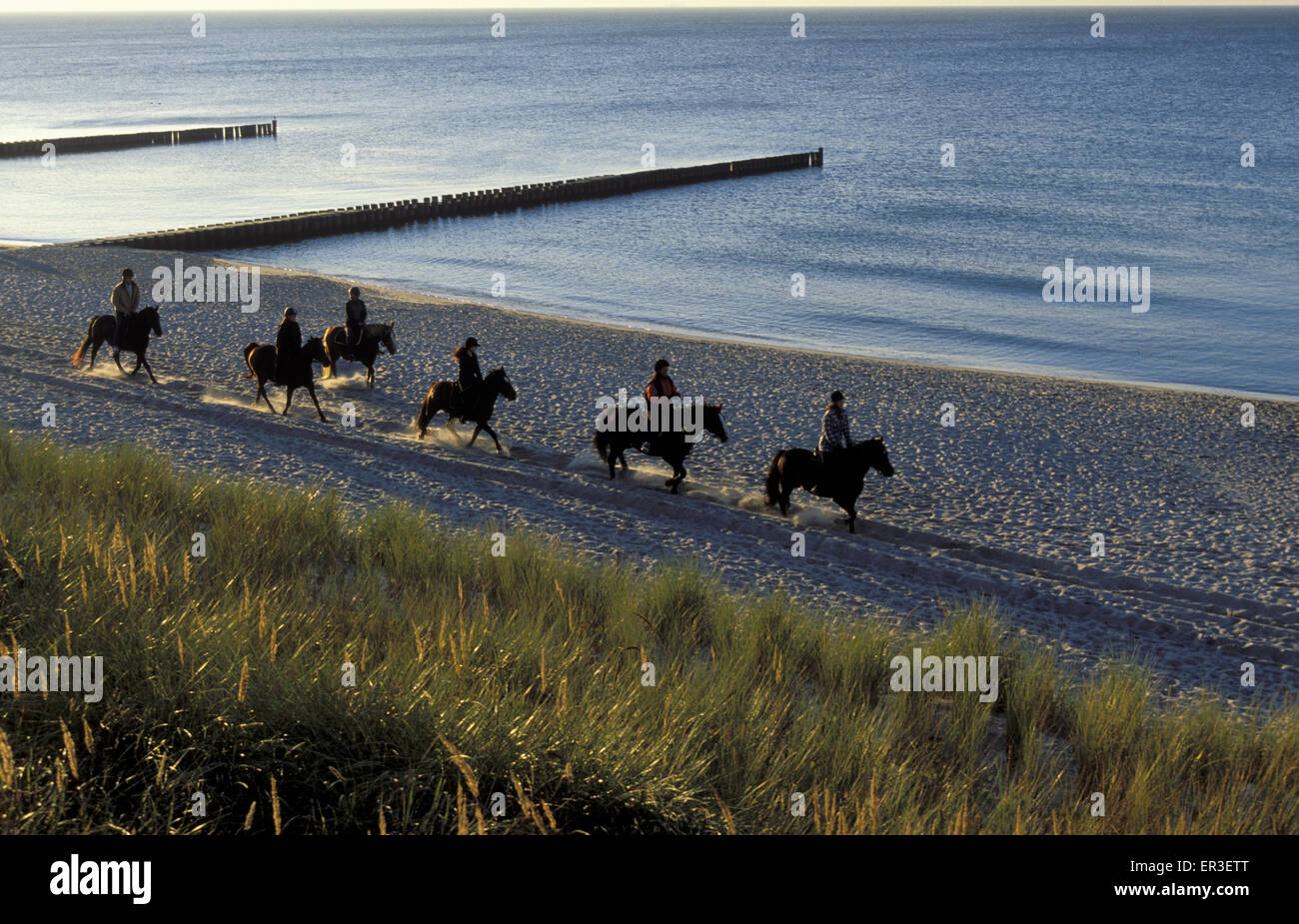 DEU, Germania, Meclemburgo-Pomerania, Cavalieri sulla spiaggia a Ahrenshoop presso il Mar Baltico. DEU, Deutschland, Mecklenbu Foto Stock