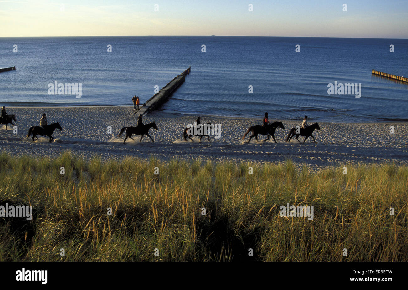 DEU, Germania, Meclemburgo-Pomerania, Cavalieri sulla spiaggia a Ahrenshoop presso il Mar Baltico. DEU, Deutschland, Mecklenbu Foto Stock