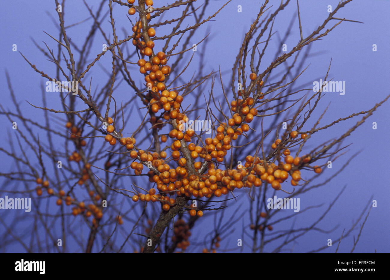 DEU, Germania, Meclemburgo-Pomerania, bacche di olivello spinoso (lat. Hippophae rhamnoides nota) presso la spiaggia di Ahrenshoop presso il Baltic Foto Stock