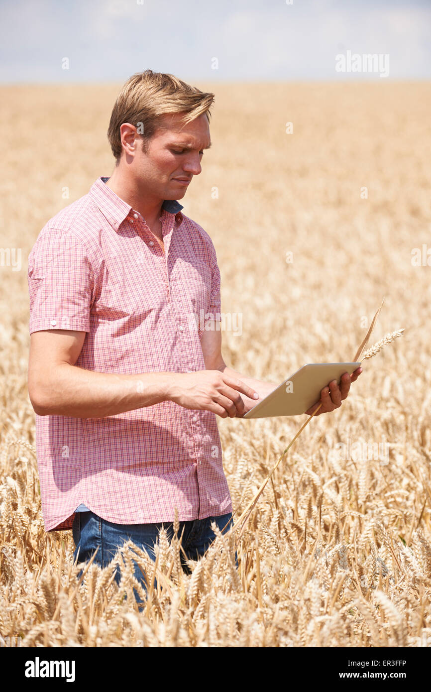 Agricoltore di colture di ispezione in campo utilizzando la tavoletta digitale Foto Stock