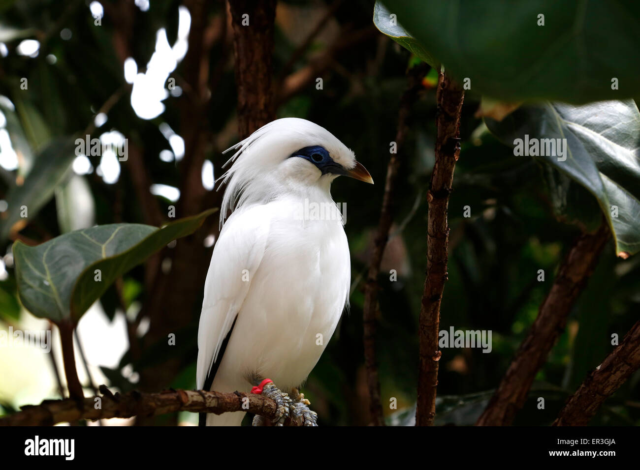 Il Bali myna è quasi interamente bianco con una lunga cresta, nero suggerimenti di ala. Si trova sull'isola di Bali Indonesia. Foto Stock