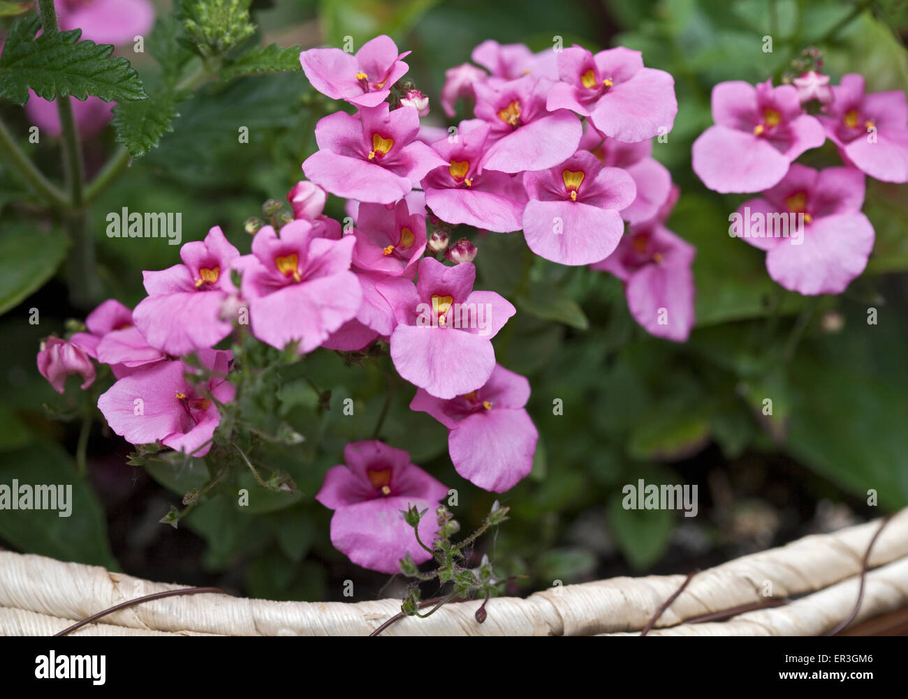 Diascia Rosa Foto Stock