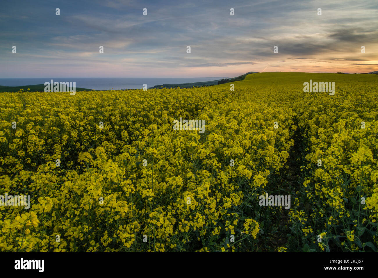Giallo Senape Semi di ravizzone campi alla ricerca sulla baia Foto Stock