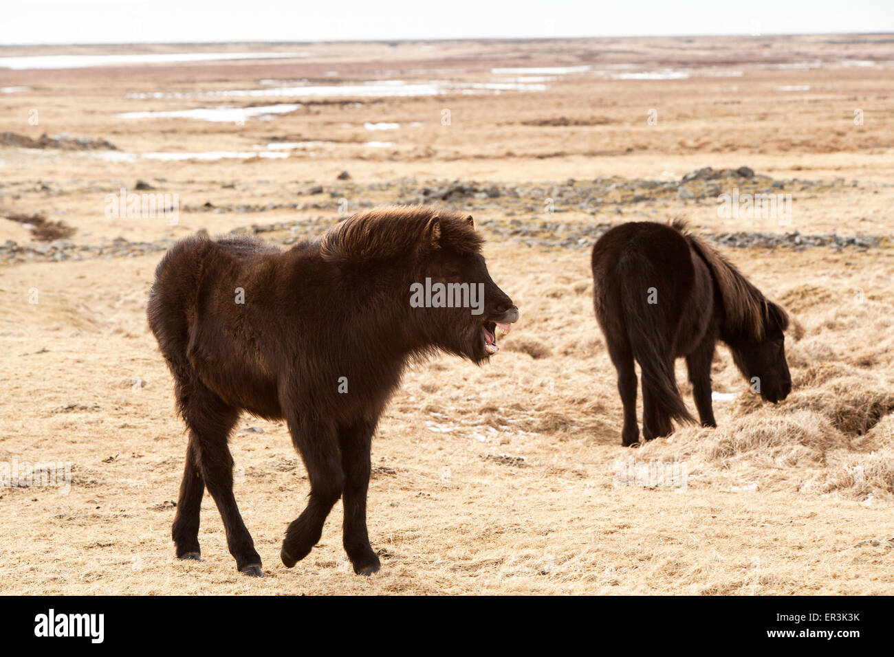 Ridere nero pony islandese su un prato Foto Stock