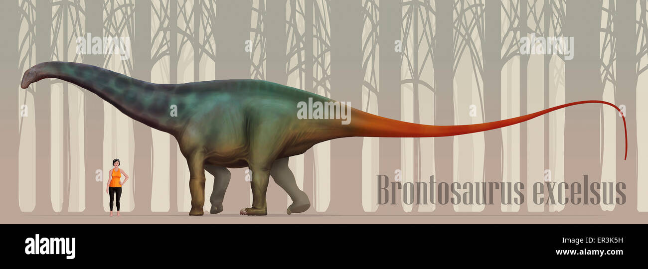 Brontosaurus (noto anche come Apatosaurus excelsus) dimensione compatison per una donna adulta. B. excelsus pesato fino a 15 tonnellate e measu Foto Stock