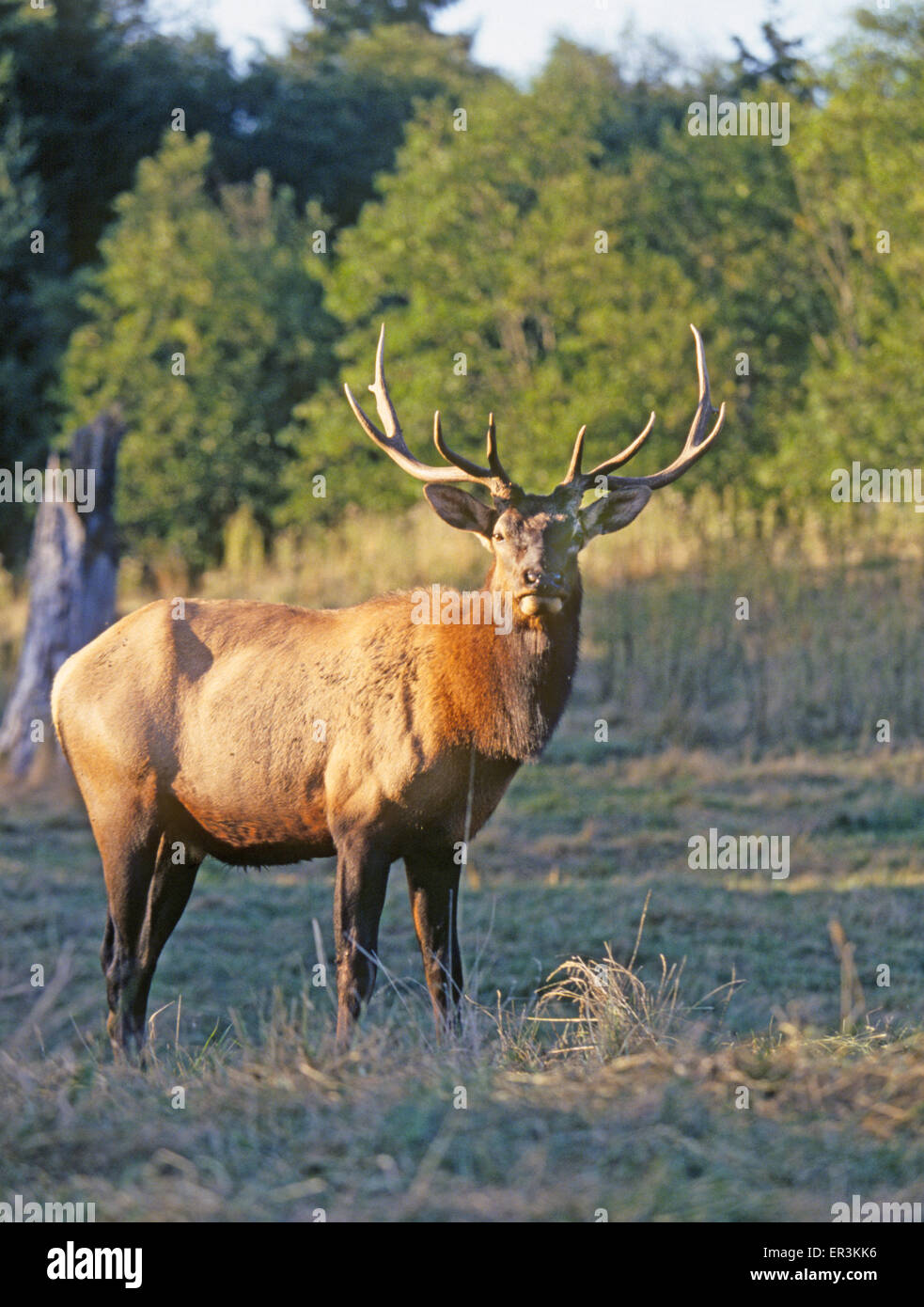 Un giovane bull elk sorge in un prato alto in Carson Foresta Nazionale di northwestern New Mexico Foto Stock