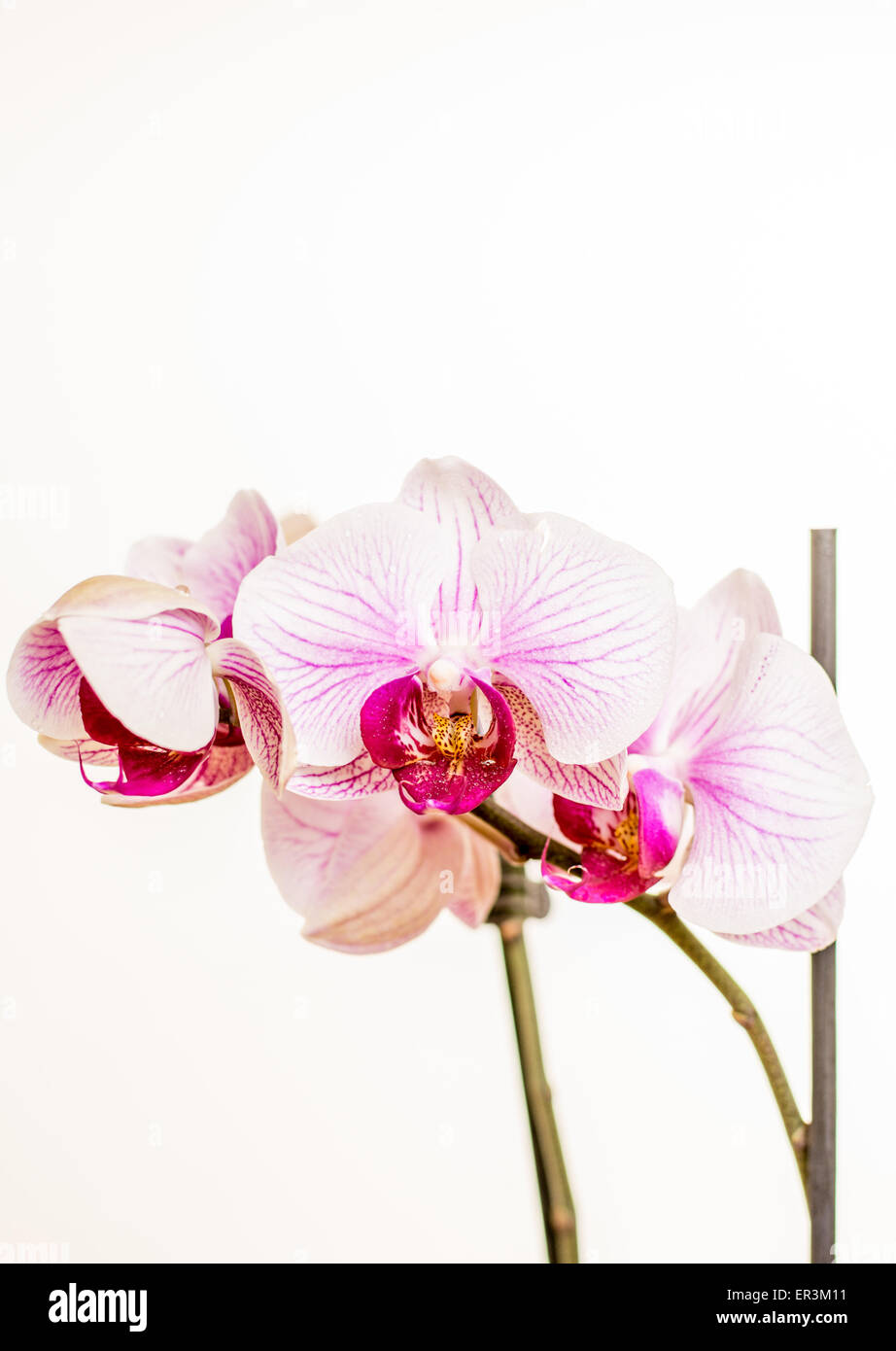 Beuty orchidea viola su sfondo bianco fotografia Foto Stock