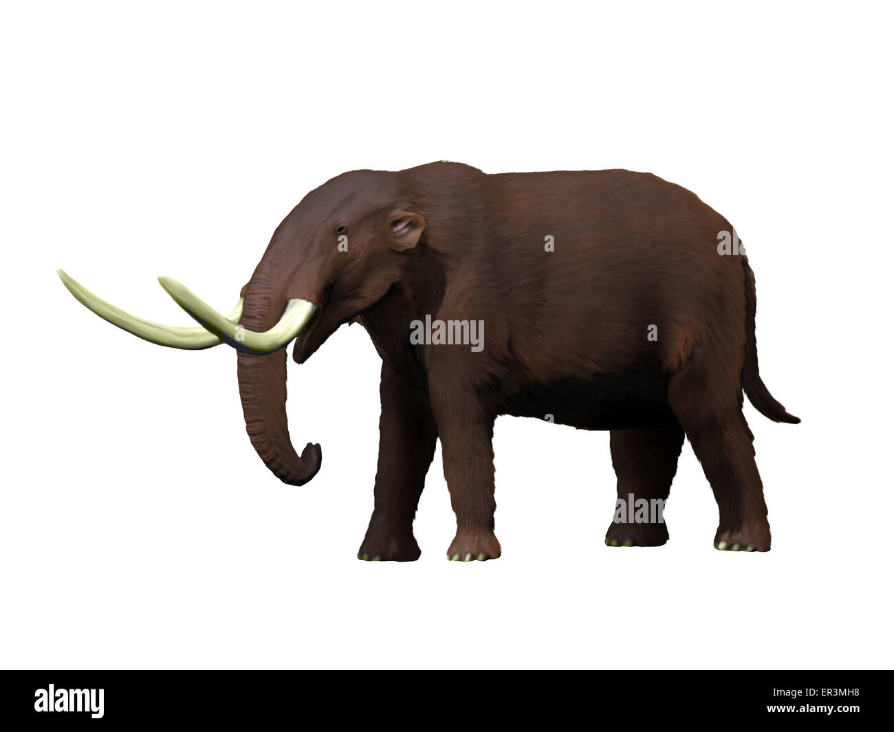 American mastodon (Mammut americanum) dal Pleistocene epoca di America del Nord Foto Stock