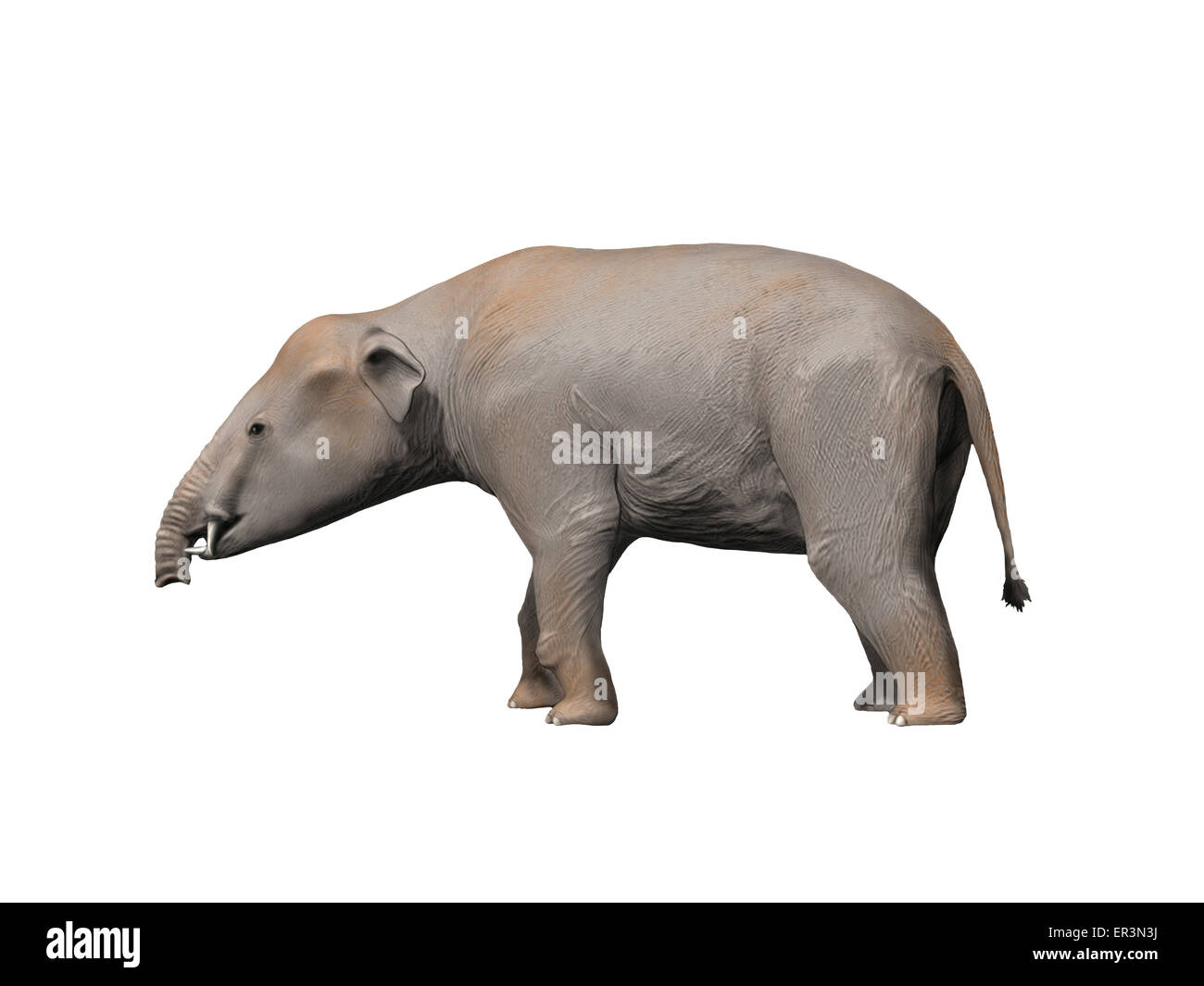 Palaeomastodon è un proboscidian dall'Oligocene epoca di Egitto. Foto Stock