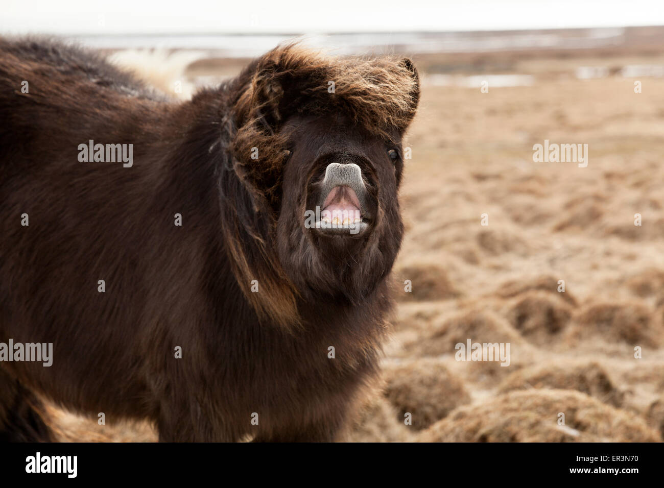 Ridere nero pony islandese su un prato Foto Stock