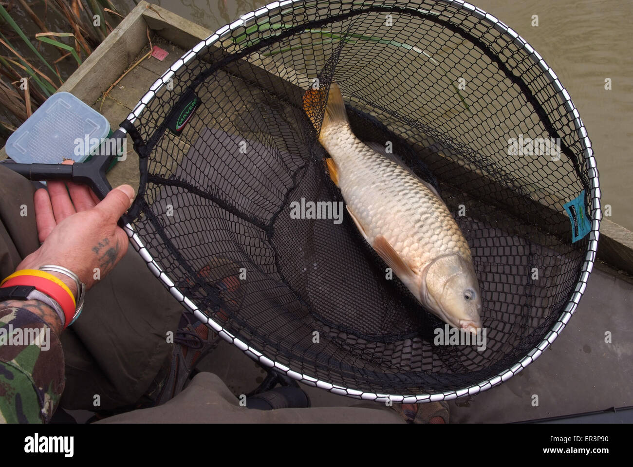 Appena sbarcati carp con un pescatore su un lago nel Somerset,UK.Un angling leisure sport lago di acqua terra cibo pescatori pesca di pesce Foto Stock