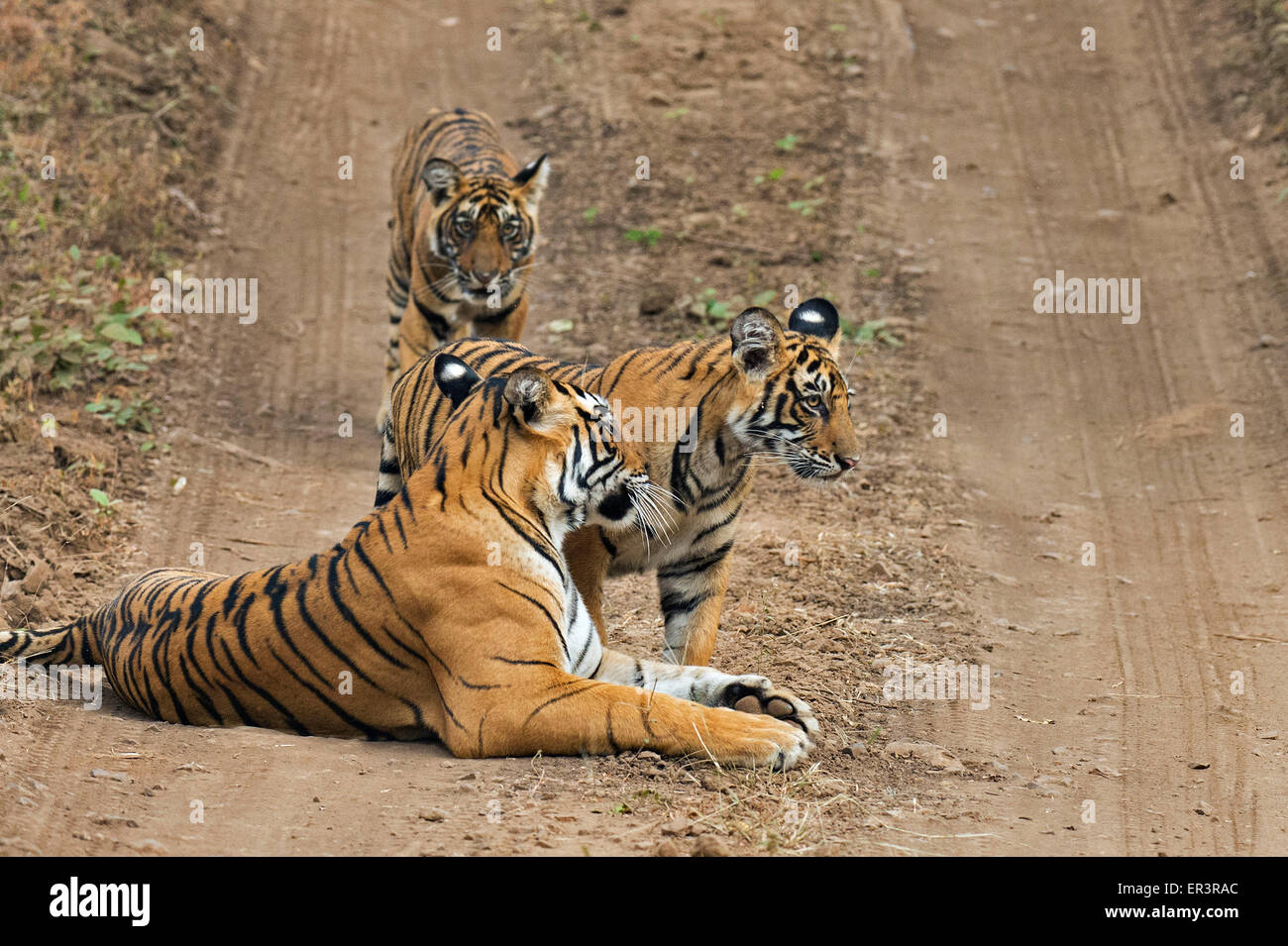 Wild madre tigre del Bengala seduto su un sentiero di bosco, mentre i suoi due cuccioli passeggiate intorno in Ranthambhore riserva della tigre Foto Stock