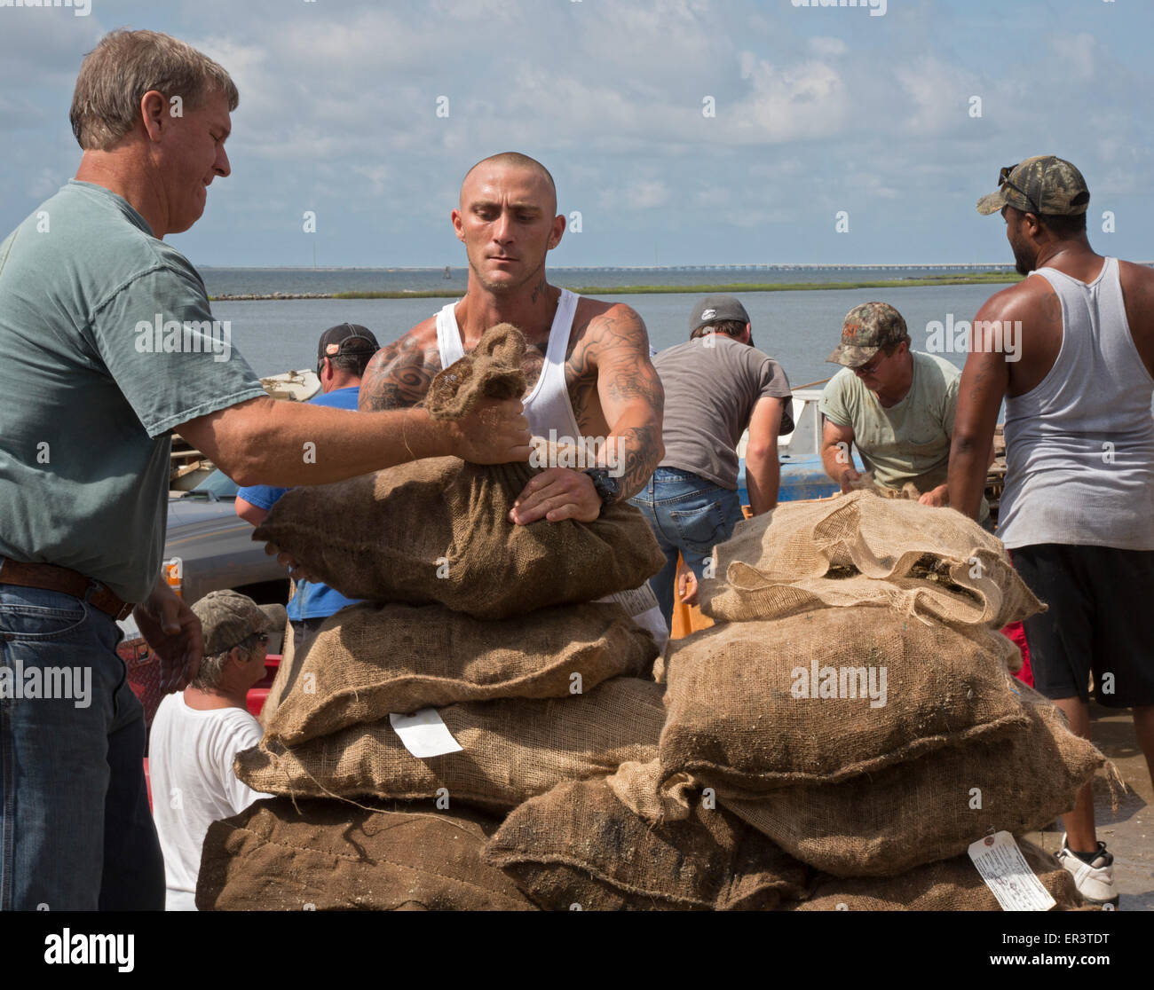 Eastpoint, Florida - Oystermen scaricare 60-pound sacchetti di raccolti di fresco ostriche al barbiere di frutti di mare. Foto Stock