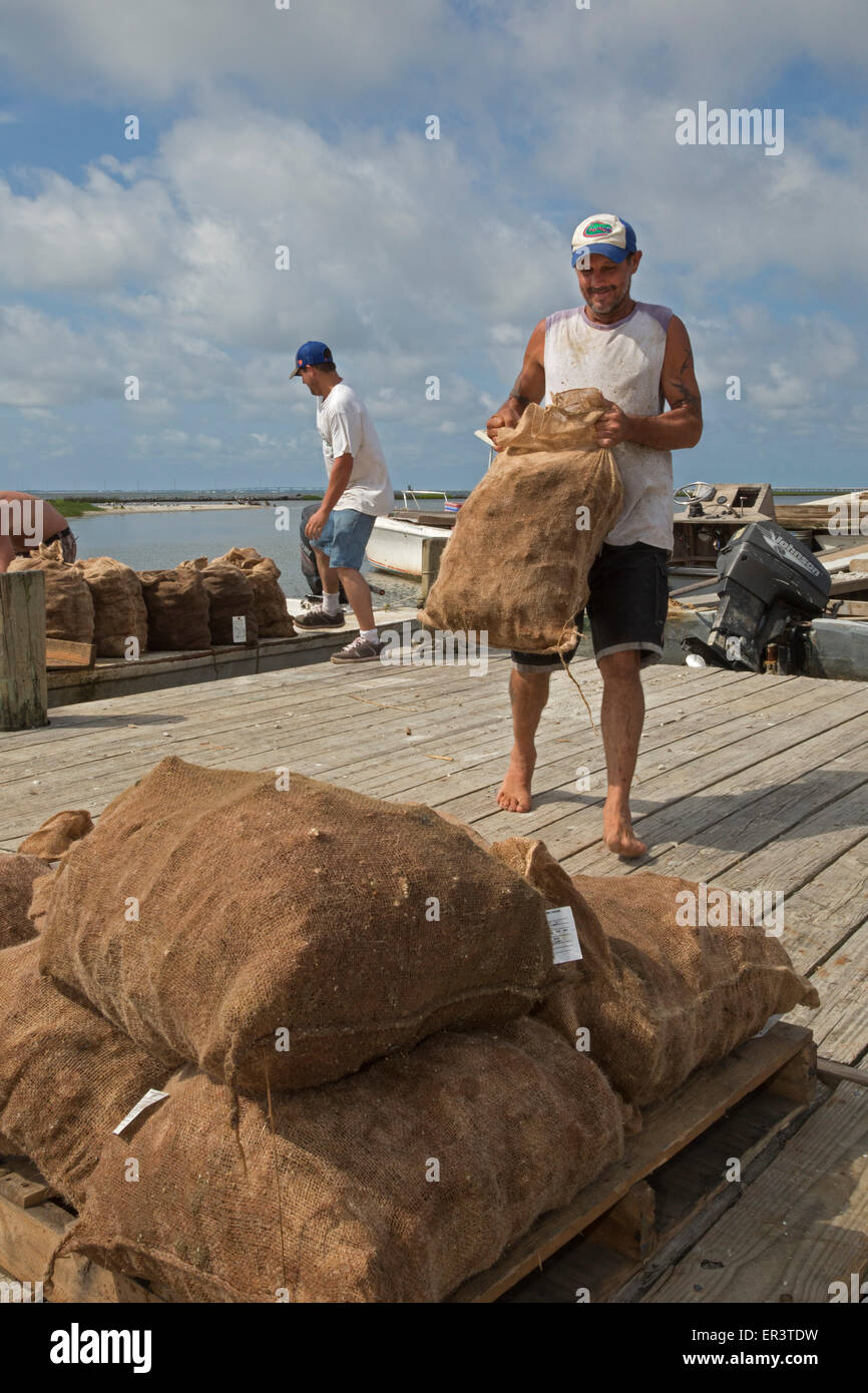 Eastpoint, Florida - Oystermen scaricare 60-pound sacchetti di raccolti di fresco ostriche al barbiere di frutti di mare. Foto Stock