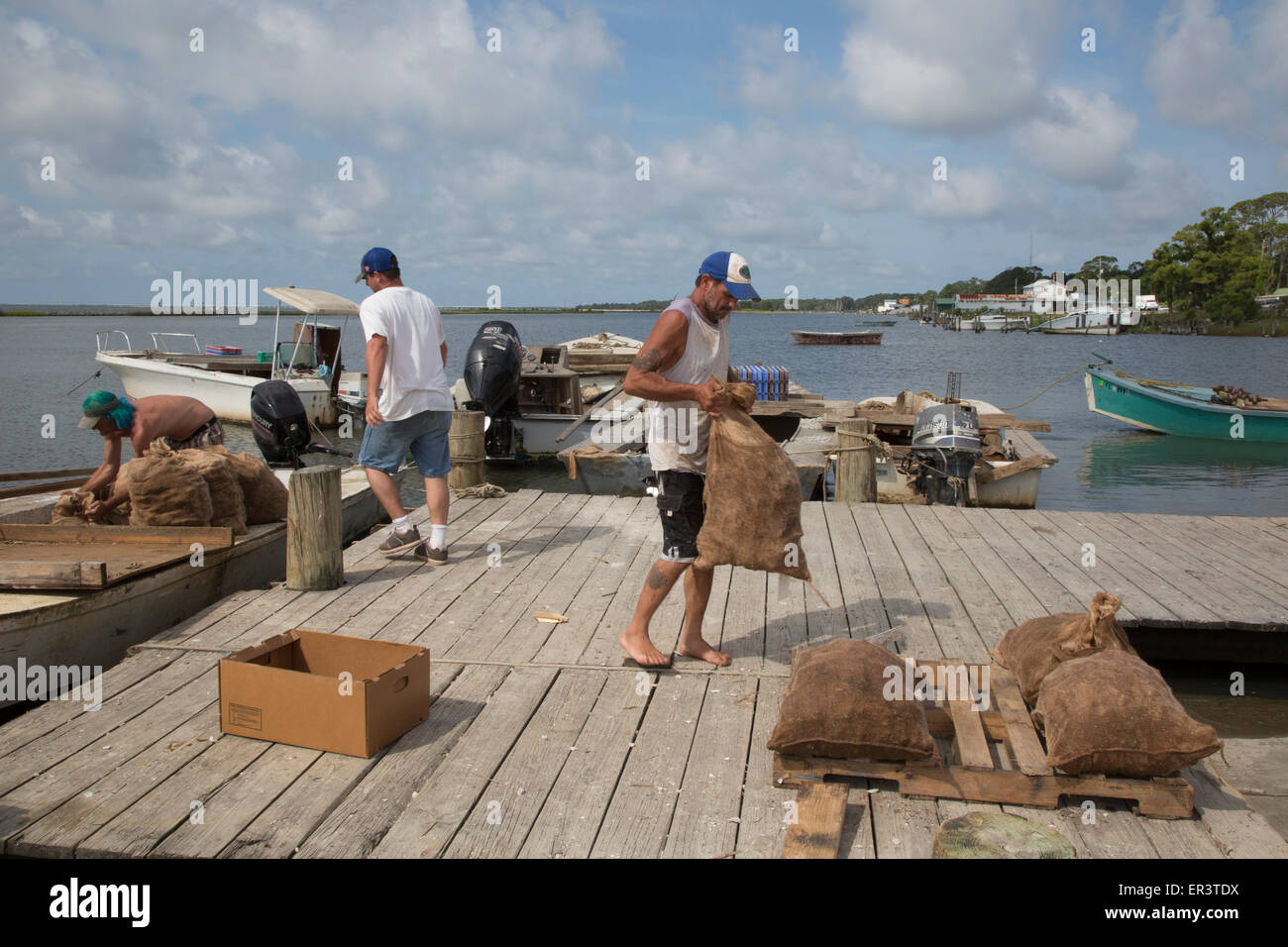 Eastpoint, Florida - Oystermen scaricare 60-pound sacchetti di raccolti di fresco ostriche al barbiere di frutti di mare. Foto Stock