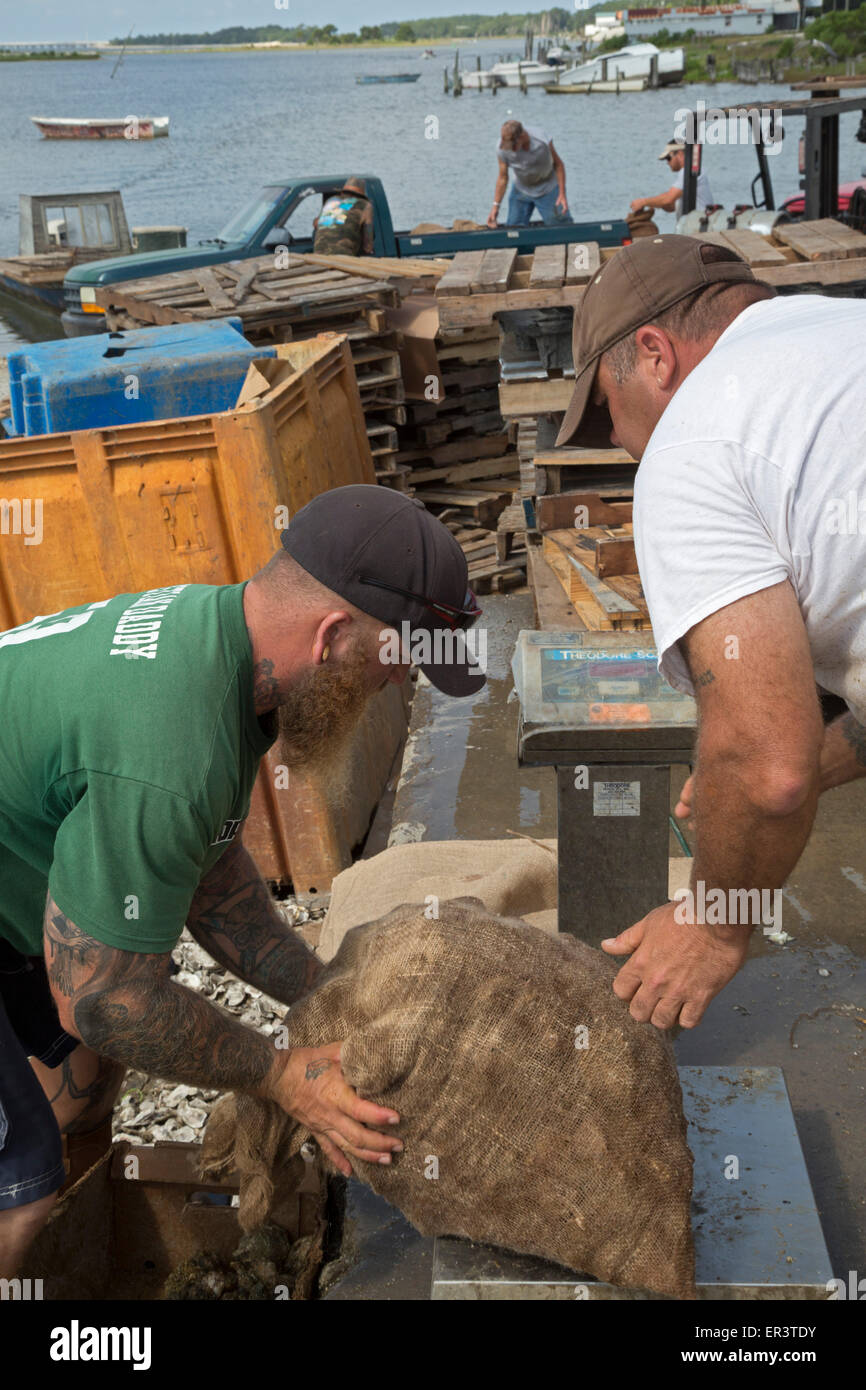 Eastpoint, Florida - Oystermen scaricare 60-pound sacchetti di raccolti di fresco ostriche al barbiere di frutti di mare. Foto Stock